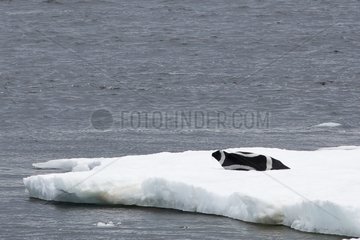 Ribbon Seal on ice - Sea of ??Okhotsk Russia