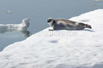 Ribbon Seal on ice - Sea of ??Okhotsk Russia