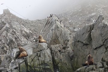 Steller's Sea Lions on rock - Sea of ??Okhotsk Russia