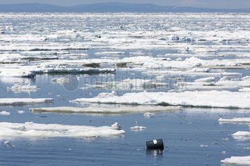 Tin and ice - Koni Peninsula Sea of ??Okhotsk Russia