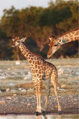 Giraffe and young to the waterpoint Etosha Namibia