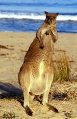East Grey Kangaroo am NSW Australia Beach