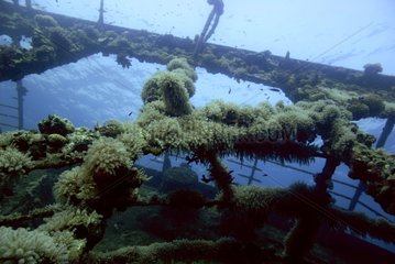 Wreck of the Umbria at Wingate Reef Sudanese Red Sea