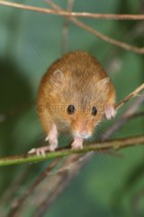 Eurasian harvest mouse balances on twigs in England