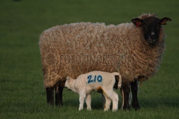 Ewe with her lamb suckling in the meadow in England