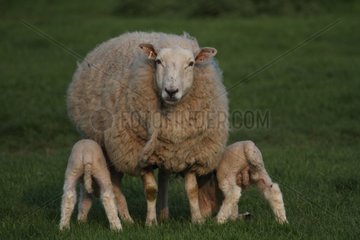 Ewe with her lambs suckling in the meadow in England