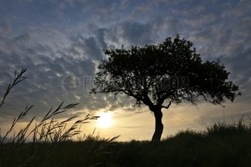 Tree at sunrise in the Gordes Plain in the spring France
