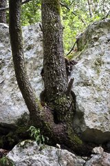 Tree embedded in a limestone fissure Vaucluse