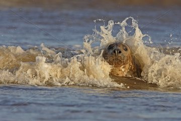 Common seal playing in the surf in winter Lincolnshire GB