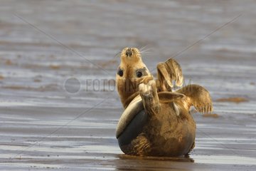 Common seal playing in the surf Lincolnshire GB