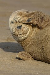 Common seal scratching its head Lincolnshire GB
