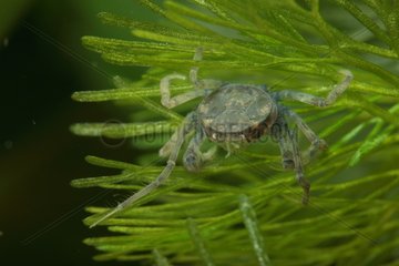 (Limnopilos naiyanetri)  Crab spider on a Cabomba leaf aquarium