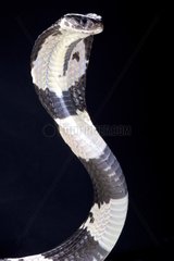 Black and white spitting cobra (Naja siamensis)  Thailand