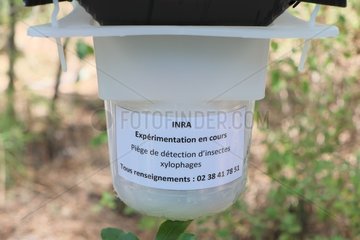 insect trap detection boring experimentally by INRA  Forest Lazaretto  Anglet (64).