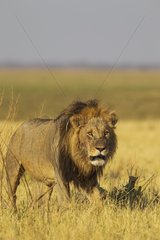 Lion (Panthera leo) - Male. Savuti  Chobe National Park  Botswana.