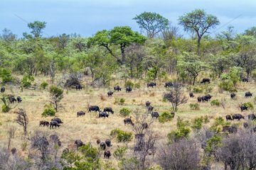 African buffalo in Kruger National park  South Africa