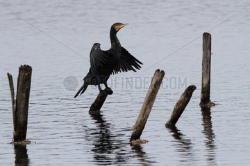 Great Cormorant (Phalacrocorax carbo) drying wings  Swamp Tech  France
