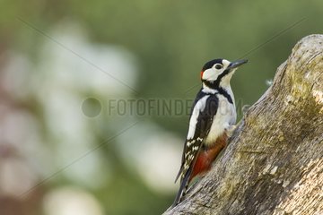 Great Spotted Woodpecker on tree trunk in spring  France