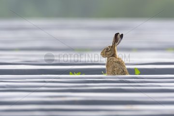European brown hare (Lepus europaeus) on field with plastic foil  Summer  Hesse  Germany  Europe