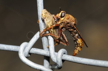 Hornet robberfly (Asilus crabroniformis) eating a grasshopper on a fence  2015 August 08  Northern Vosges Regional Nature Park  declared a World Biosphere Reserve by UNESCO  France