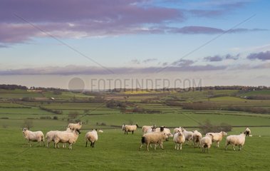 Sheep (Ovis aries)  Sheep in a meadow  England  Winter