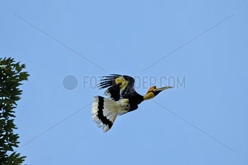 Great hornbill in flight - Anaimalai Mountain Range India
