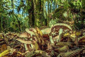 Mushrooms in a forest of Hornbeam  Bugey   Ain  France