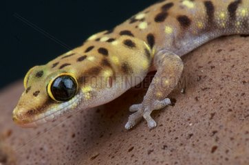 Tiger gecko (Pachydactylus tigrinus)  Botswana