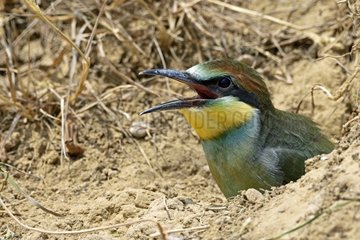 European Bee-eater (Merops apiaster)  ready chick leaving the nest - Lower Doubs valley - France