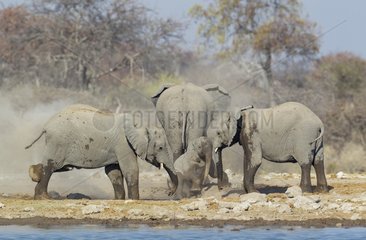 African Elephant (Loxodonta africana) - Cow and three different aged calves enjoy a dust bath after having been at a waterhole. Etosha National Park  Namibia.