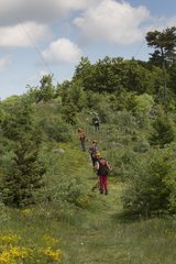 Agents cleaning a tourist trail in spring maintenance of a path in the forest of Pinatelle to Chavagnac  Auvergne  France