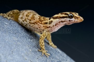Aruba day gecko (Gonatodes antillensis) female  Aruba