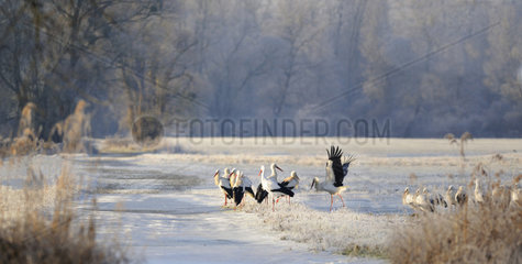 White Storks on ground in winter - Sauer Delta France