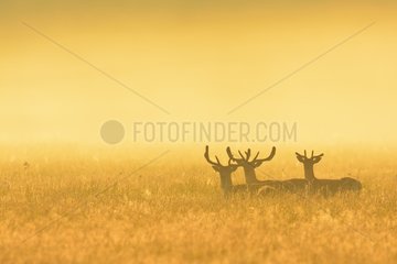 Fallow Deers (Cervus dama) on misty morning at sunrise  Hesse  Germany  Europe