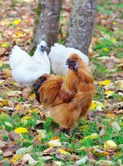 White Rooster and hens also called Negre-Soie breed  Dordogne (24)