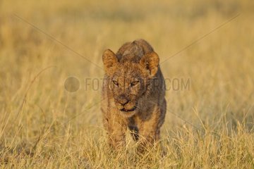 Lion (Panthera leo) - Cub in the morning sun. Savuti  Chobe National Park  Botswana.