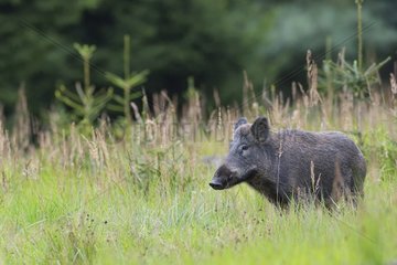Wild boar (Sus scrofa)  Spessart  Bavaria  Germany  Europe