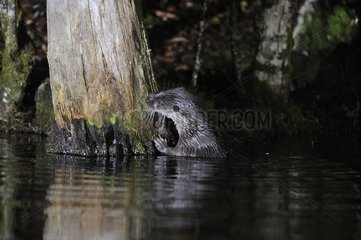 Eurasian otter in water - Limousin France