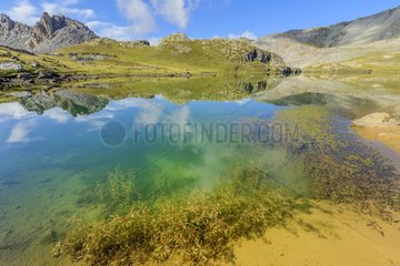 Aquatic plants in Lake Roburent  High Ubaye  Alps  Italy