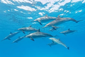 Spinner dolphins (Stenella longirostris)  Sataya reef   Red Sea  Egypt