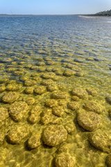 Thrombolites of Lake Clifton - Western Australia
