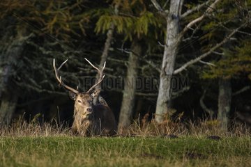 Scottish deer (Cervus elaphus scoticus) near the forest. Isle of Jura  Scotland
