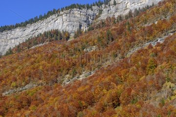 Autumn colors in the Cirque du Fer à Cheval  Haute Savoie   Alps  France . Hetraie Pine Forest on limestone . Cirque limestone 4 5 km from development. With walls 500 to 700 meters high  crowned by peaks approaching 3000 meters  it is the largest alpine m