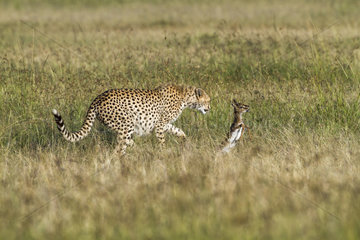 Cheetah and Thomson's Gazelle newborn - Masai Mara Kenya