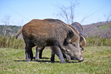 Eurasian Wild boars in grass - France