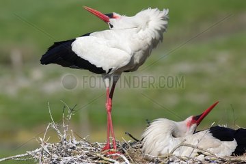 White Stork (Ciconia ciconia)  courtship  Vendee  Marais Poitevin France