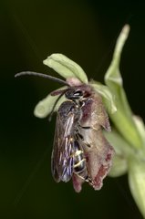 Fly Orchid (Ophrys insectifera) pollinated by Argogorytes mystaceus. Allindelille Fredskov  Denmark in June