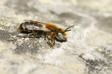 Mason Bee (Osmia anthocopoides) male on the lookout for females on the nesting site  2015 May 22  Northern Vosges Regional Nature Park  France  ranked World Biosphere Reserve by UNESCO  France