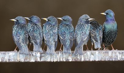 Starling (Sturnus vulgaris)  Starlings perched on a fence  England  Winter