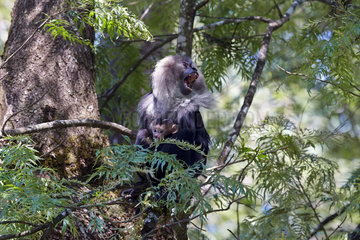 Female Lion-tailed Macaque with young- Nilgiris Hills India